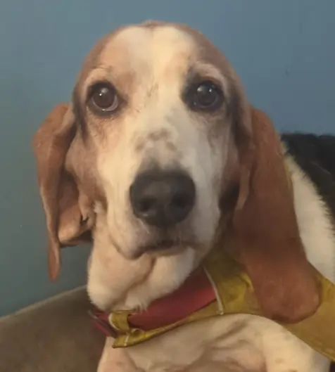 Harvey